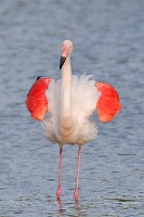 15627 Phoenicopterus roseus (Fenicottero rosa)